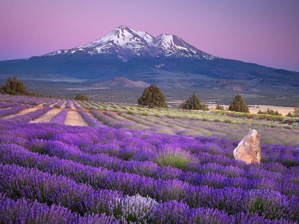 TOUR Ý – THUỴ SĨ – MIỀN NAM PHÁP (MÙA HOA LAVENDER)