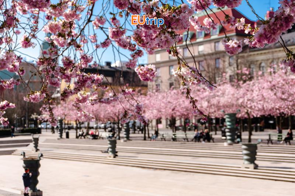 Stockholm Thụy điển hoa anh đào