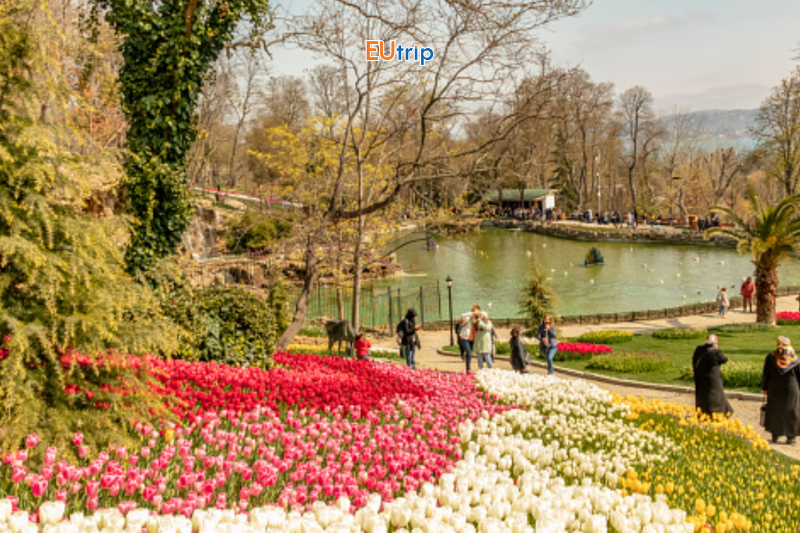 lễ hội hoa tulip 