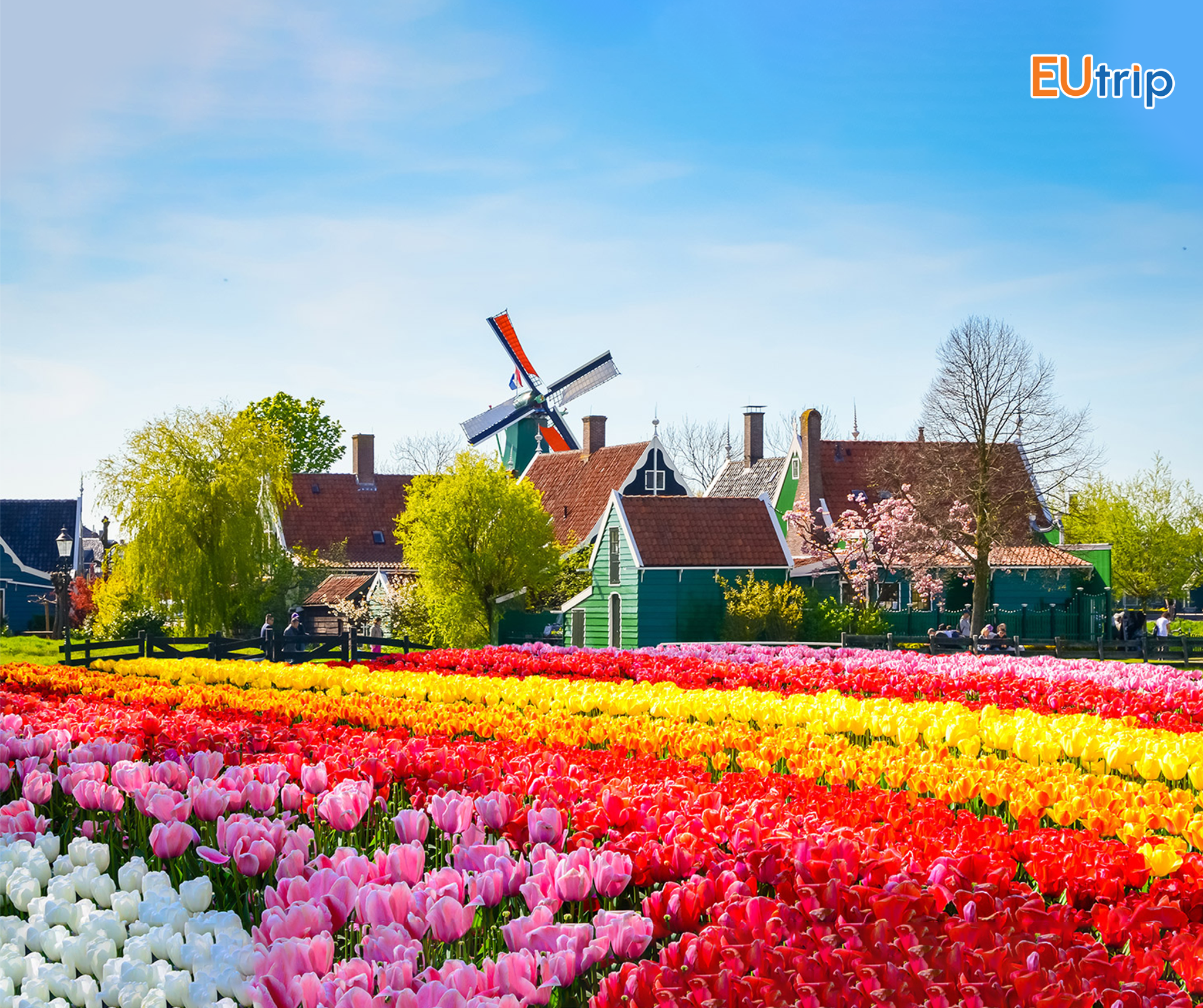 7 TRIỆU BÔNG HOA, 1 MÙA XUÂN: LỄ HỘI HOA KEUKENHHOF CÓ GÌ KHIẾN HÀ LAN NỔI TIẾNG TOÀN CẦU