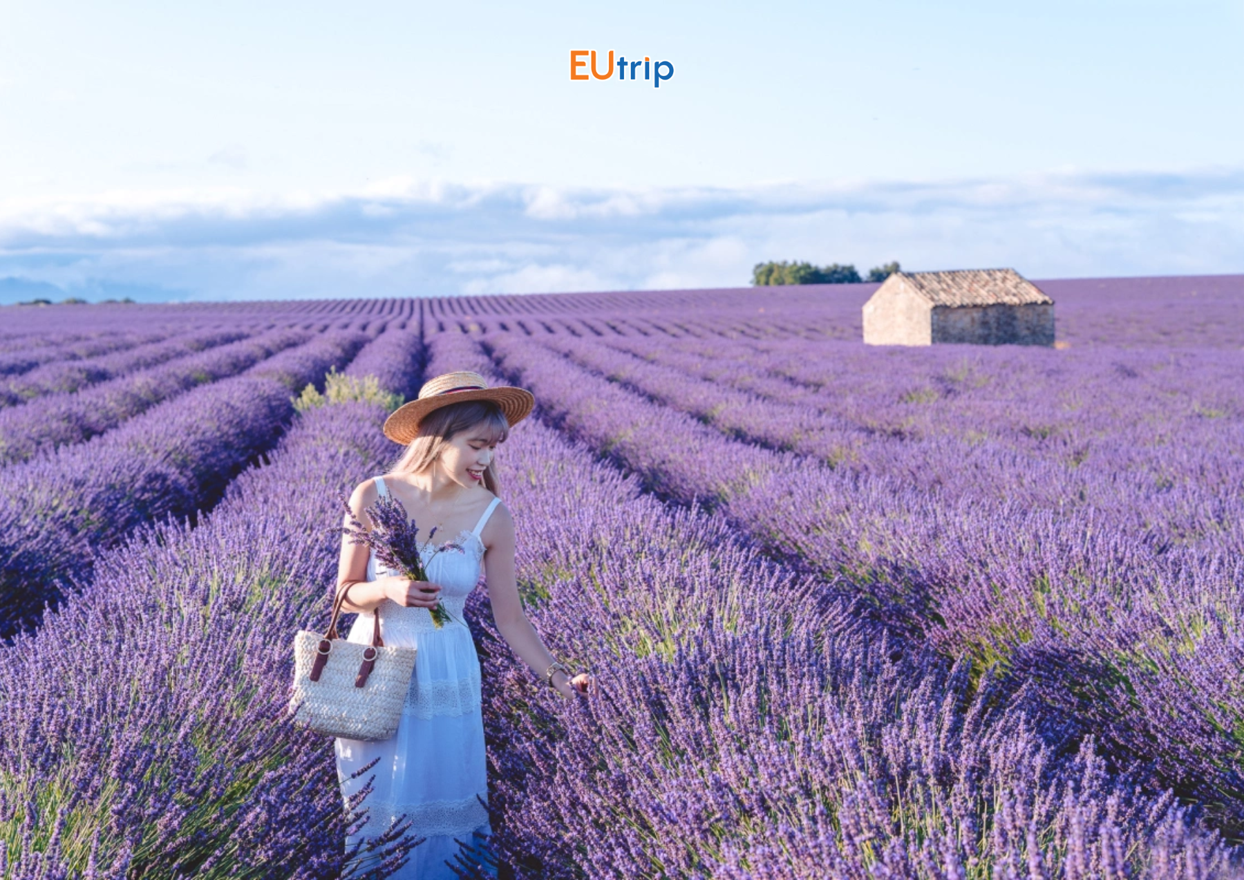 Cao nguyên Valensole