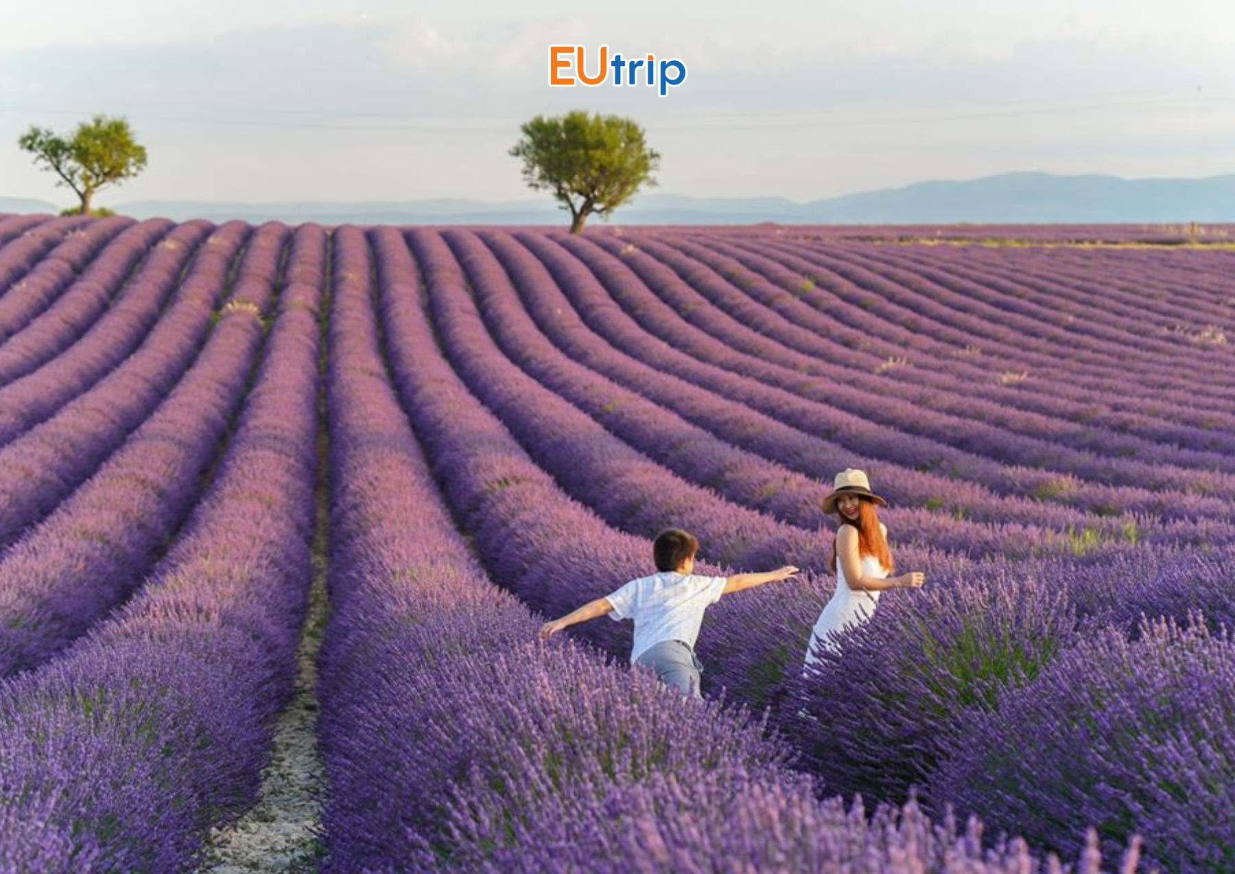 MÙA HOA LAVENDER Ở PROVENCE PHÁP – THIÊN ĐƯỜNG SẮC TÍM ĐẸP NHẤT DU LỊCH CHÂU ÂU MÙA HÈ