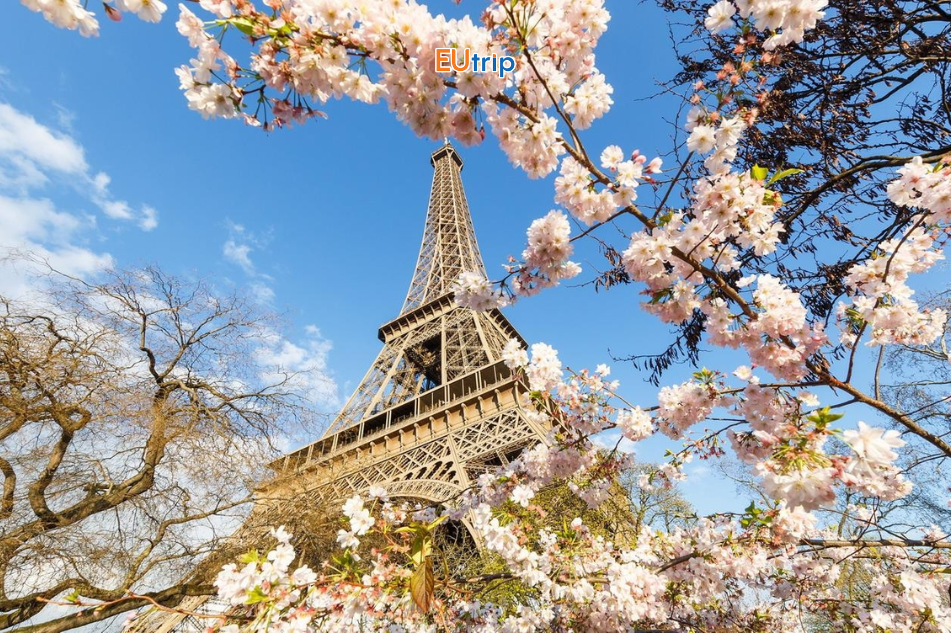 HOA ANH ĐÀO Ở CHÂU ÂU NỞ VÀO THÁNG MẤY? NÊN ĐI NƯỚC NÀO ĐẸP NHẤT 