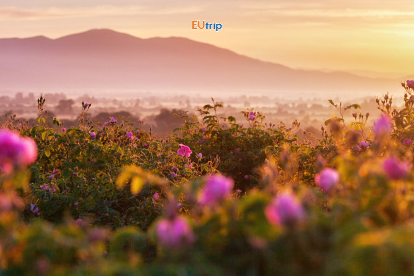 Thung lũng hoa hồng Isparta