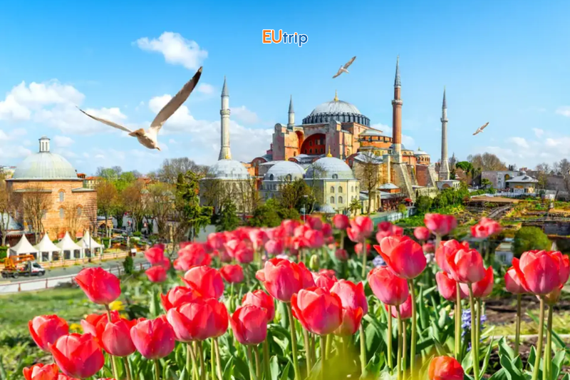 lễ hội hoa Tulip Istanbul